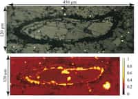 Un spore fossile observé en optique (en haut) et sa cartographie Raman (en bas), où la teinte jaune ou blanche indique la présence d’ankérite pure (carbonate de calcium, de fer, de magnésium et de manganèse). © CNRS