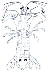 Squilla mantis, un curieux crustacé aux airs de mante religieuse, dont les yeux font pâlir d'envie les ingénieurs en optique. © Totodu74/Licence Commons