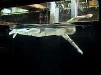 Le robot nageur Swumanoid en action. Pour le moment, il n’a été testé qu’en laboratoire dans un petit bassin et relié à des supports. L’un des objectifs des chercheurs du Tokyo Institute of Technology est de le rendre autonome. © Motomu Nakashima et Chung Changhyun, Tokyo Institute of Technology