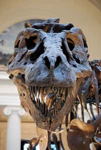 Les Tyrannosaurus rex ont vécu voici 65 à 70 millions d'années dans ce qui est actuellement l'Amérique du Nord. Ils pouvaient atteindre 12 mètres de long pour 4 de haut et peser jusqu'à 6,7 tonnes. © ScottRobertAnselmo, Wikimedia Commons, cc by sa 3.0
