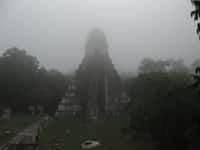 Un temple de la cité de Tikal située au Guatemala, qui fut une ville maya les plus importantes. © Science, AAAS