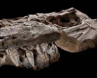 Thalattoarchon saurophagis, dont la cavité orbitale et certaines dents sont visibles sur cette photographie, occupait une position dans les chaînes alimentaires du Mésozoïque similaire à celle des actuels orques et requins blancs. © John Weinstein, The Field Museum, Chicago
