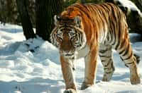 Un tigre de Sibérie, ou tigre de l'Amour, le plus grand parmi toutes les sous-espèces. © Alan(ator) CC by