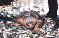 Sans dispositif d’échappement, le destin des tortues marines prises dans les appareils de pêche est souvent tragique. © Bob Williams / Noaa