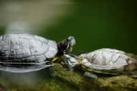 Chez les tortues aquatiques, l'accouplement peut durer longtemps. Lorsque le couple coule, il risque d'y avoir quelque danger... La femelle pond généralement entre 5 et 20 œufs. © Leungchopan/shutterstock.com