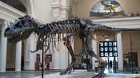 Sue, le T-rex du musée de Chicago. © Steve Richmond, Wikipédia