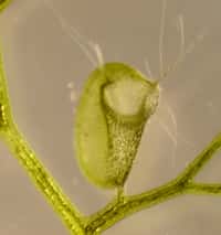 L'utriculaire (ici Utricularia vulgaris) est une plante carnivore aquatique, pourvue de pièges à aspiration pour la capture de petits animaux aquatiques. © Carmen Weißkopf  