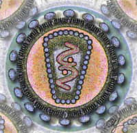 Le VIH infecte et détruit&nbsp;les lymphocytes T munis du marqueur CD4, qui régulent l'ensemble du système immunitaire. Avec ce gène microbicide, le VIH est pris dans le piège des miniCD4, qui se lient à lui et l'empêchent&nbsp;de pénétrer dans ses cellules cibles.&nbsp;© Los Alamos Laboratory, Wikipédia, DP