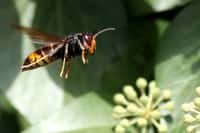 Le frelon asiatique ne présente aucun danger pour l'Homme... s’il reste à distance des nids. Les abeilles capturées sont destinées à l'alimentation des larves, les adultes se nourrissant plutôt de fruits mûrs&nbsp;et de nectar.&nbsp;© el chip, Flickr, CC by-nc-sa 2.0
