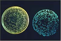 Photographie des colonies de la bactérie bioluminescente Vibrio fischeri à la lumière du jour (à gauche) et à l'obscurité (à droite). Le phénomène de bioluminescence (production de lumière par des organismes vivants) est donc visible sur la partie droite de la photo. © J.-W. Hastings, université d'Harvard et E.-G. Ruby, Université d'Hawaï, pour la  National Science Foundation