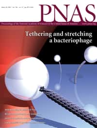 En mars 2007, l'ingénierie du virus bactériophage M13, avec la possibilité de l'allonger et de le fixer (>stretching et tethering) faisait la Une de la revue scientifique Pnas. © Pnas