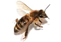 Une abeille ouvrière vit normalement de cinq à six semaines. &copy; Core et al. 2012, Plos One