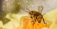 Une étude suggère que l’agriculture biologique peut atténuer les effets négatifs de l’agriculture intensive et favoriser la survie des abeilles. © Myriams-Fotos, Pixabay License
