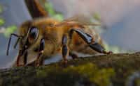 Plus de 1.000 espèces d'abeilles sont recensées en France. Certaines sont solitaires, d'autres sociales.&nbsp;© Quisnovus, Flickr, cc by nc 2.0