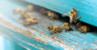 L’abeille, c’est un insecte pollinisateur qui vit en société. Il est capable d’apprendre et de mémoriser des informations. Il est aussi capable de les transmettre de proche en proche, un peu à l’image de ce que nous faisons avec nos réseaux de télécommunication. Pas si bête, l’abeille… © marina_foteeva, Adobe Stock