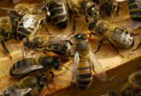 Les abeilles sont des insectes sociaux qui récoltent du nectar et du pollen pour se nourrir durant l'hiver. Au passage, elles pollinisent de nombreuses plantes, tout en étant régulièrement au contact de pesticides. © Christopher Connolly