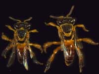 Les abeilles soldats (de l'espèce Tetragonisca angustula) représentent en quelque sorte une arme de défense pour la colonie. Bien que plus petites que leur ennemis, elles n'hésitent pas à aller au combat et à mourir pour protéger le nid. © Université de Sussex