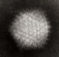 Les adénovirus, ceux qui sont détectés par le capteur, forment une famille dont quelques dizaines peuvent infecter l'Homme. S'ils causent parfois des maladies, ils sont également utilisés pour nous soigner car ils jouent le rôle de vecteurs dans les thérapies géniques. © GrahamColm, Wikipédia, cc by 3.0