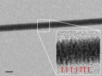 L'image prise au microscopie électronique à transmission&nbsp;où l'on voit apparaître la fameuse structure en double hélice de l'ADN. La photo n'est pas d'une clarté absolue mais on devine, en zoomant, cette structure caractéristique. Le trait noir&nbsp;représente 20 nm.&nbsp;© Enzo di Fabrizio