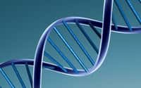 L'ADN n'est pas une molécule aussi rigide que l'on pouvait le penser. © Caroline Davis, Flickr, CC