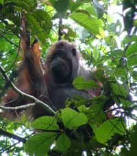 Orang-outan femelle de la Kinabatangan, Sabah, Malaisie. © Jamil Sinyor 