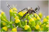 Aedes aegypti est responsable de la transmission du virus de la dengue, mais une bactérie pourrait bien l'en empêcher. &copy; Marcos Texeira de Freitas, Flickr, cc by nd 2.0