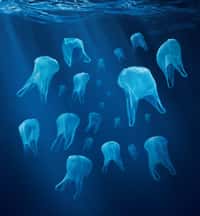 De nombreux animaux confondent les sachets flottants dans l'eau avec des méduses. Les macrodéchets (sacs, bouteilles, boîtes, etc.) ne constitueraient que 20 % de l'ensemble des objets en plastique flottant dans les océans. Ils se dégraderont un jour en microplastiques, puis en nanoplastiques, causant alors des dégâts invisibles. Actuellement, 12 % des poissons de la mer du Nord porteraient des déchets dans l'estomac. Plus de 50 % d'entre eux seraient des plastiques. © Surfrider Foundation