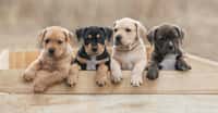 À l’heure où ces jeunes chiens se lancent dans la vie, des chercheurs comptent sur le Dog Aging Project pour mieux comprendre comment nos amis à quatre pattes vieillissent. © Rita Kochmarjova, Adobe Stock