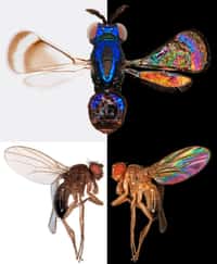 Les couleurs visibles par interférence sur les ailes des insectes seraient utiles à ces animaux qui ont une vision trichomatique dans l'ultraviolet, le bleu et le vert. © Pnas