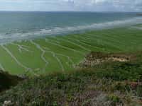 Les algues vertes représentent maintenant l'unique suspect dans l'affaire des sangliers morts. &copy; Cristina Barroca, Flickr, cc by nc nd 2.0