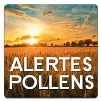L’application Alertes Pollens informe directement sur un smartphone sur le risque d’irritation des voies respiratoires en fonction de la présence plus ou moins importante de pollens. © Stallergenes