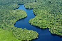 La forêt tropicale brésilienne est celle qui stocke le plus de dioxyde de carbone. Les vieux arbres sont les champions de ce captage, mais leur taux de mortalité croît fortement. © CIFOR, Flickr, cc by-nc-nd-2.0
