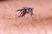 Lorsque le moustique&nbsp;Aedes (Stegomyia) aegypti pique, comme ici à l’image, son abdomen se dilate et se gorge de sang. Les moustiques sont les animaux responsables du plus grand nombre de décès chez l’Homme. Quels sont les autres animaux les plus dangereux pour l'Homme ? © tacio philip,&nbsp;Fotolia