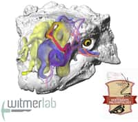 L'air circulant par les voies nasales sinueuses de cet ankylosaure modélisé (Euoplocephalus tutus)  refroidirait le sang dirigé vers le cerveau. © Witmer Lab