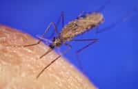 Anopheles gambiae est l'un des moustiques vecteurs du paludisme les plus actifs. © James D. Gathany, CDC, domaine public