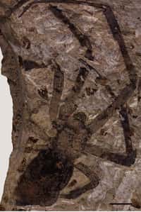 Nephila jurassica est le plus gros fossile d'araignée jamais découvert. © Biology Letters