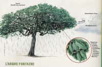 Un arbre pour récupérer l'eau de pluie, une astuce connue depuis des siècles aux Canaries. © A. Gioda pour Pierre Lefèvre et Science & Vie Junior, mai 2003