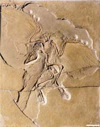 Le premier fossile d'archéoptéryx a été découvert en 1861 près de Langenaltheim en Allemagne et date d'environ 150 millions d'années. Barre d'échelle : 5 cm. &copy; Museum für Naturkunde Berlin