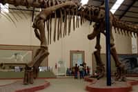 L'Argentinosaurus est l'un des plus grands dinosaures connus. On voit ici une partie de son squelette à côté de quelques Homo sapiens. Crédit : Michael J. Ryan