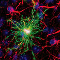 Un astrocyte (en vert) a, comme son nom le laisse entendre, une forme caractéristique en étoile. Ses digitations le connectent à de nombreux neurones simultanément, lui permettant d'intervenir sur un grand nombre de connexions à la fois. © Han et al., Cell Stem Cell