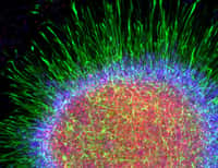 Les astrocytes peuvent maintenant être cultivés in vitro, pour mieux comprendre leur rôle dans la structuration du système nerveux. Ici, on peut voir une astrosphère, une structure circulaire composée d'astrocytes. © Robert Krencik/UW-Madison