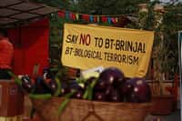 Les aubergines OGM sont à l'origine de l'action en justice de l'Inde contre Monsanto. &copy;&nbsp;Joe Athialy, Flickr, cc by nc 2.0
