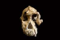 Photo fournie par le Museum of Natural history de Cleveland le 28 août 2019 montrant un fragment de crâne d'Australopithèque vieux de 3,8 millions d'années découvert en Éthiopie. © HO - Cleveland Museum of Natural history, AFP