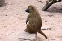 Les babouins (genre Papio) sont des primates qui vivent en bandes organisées, principalement en Afrique australe. Ils peuvent communiquer grâce à des postures, des mouvements de queue, des cris ou des jappements. © Olaf_S, Flickr, CC by-nc-sa 2.0