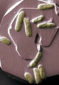 La bacterie Shewanella oneidensis respire le métal et danse sur les courants électriques. © Pacific Northwest National Laboratory CC by-nc-sa