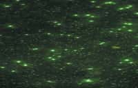 Un colorant marquant l'ADN (du SYBR vert) a été ajouté à un échantillon d'eau de mer prélevé en Californie. Les grosses taches vertes correspondent à des bactéries (diamètre d'environ 0,5 µm). Les petites taches sont des virus. © Kirchman, 2013, Nature