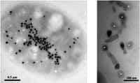 Prélèvement et observation de bactéries magnétotactiques produisant de la magnétite et de la greigite. Figure à gauche : observation en microscopie électronique à transmission d’une bactérie produisant des nanocristaux de greigite (© LBC/CEA) et (figure à droite) d’une chaîne de magnétosome de magnétite et de greigite (étoiles). (© LBC/CEA)