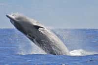 L'Hyperoodon ampullatus&nbsp;est aussi connu sous le nom de baleine à bec commune. Mesurant de 6 à 10 m de long, ce cétacé vit majoritairement dans l'Atlantique nord, à la limite des glaces. Espèce en voie de disparition, elle&nbsp;est pourtant l'une des rares dont on connaît un peu le comportement migratoire et social.&nbsp;© Pedro Madruga, www.reseaucetaces.fr 