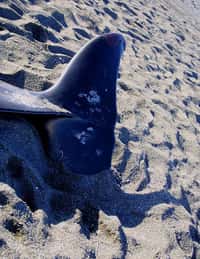Certaines baleines s'échouent sur les plages, peut-être suite à la panique provoquée par les sonars. © fiat luxe, Flickr, by-nd 2.0 