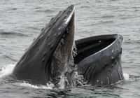 La&nbsp;baleine bleue (Balaenoptera musculus) est un mysticète puisqu'elle possède des fanons. Il ne&nbsp;resterait actuellement, après plus de 40 années de chasse,&nbsp;que&nbsp;5.000 à 12.000 individus sur Terre.&nbsp;© Rubonix, Fotopedia, cc by nc nd 2.0